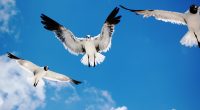 Seagulls Attack2429713277 200x110 - Seagulls Attack - Seagulls, Lorikeet, Attack